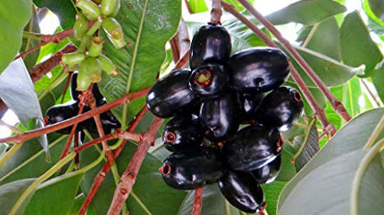 Jamun (Syzygium Cumini)